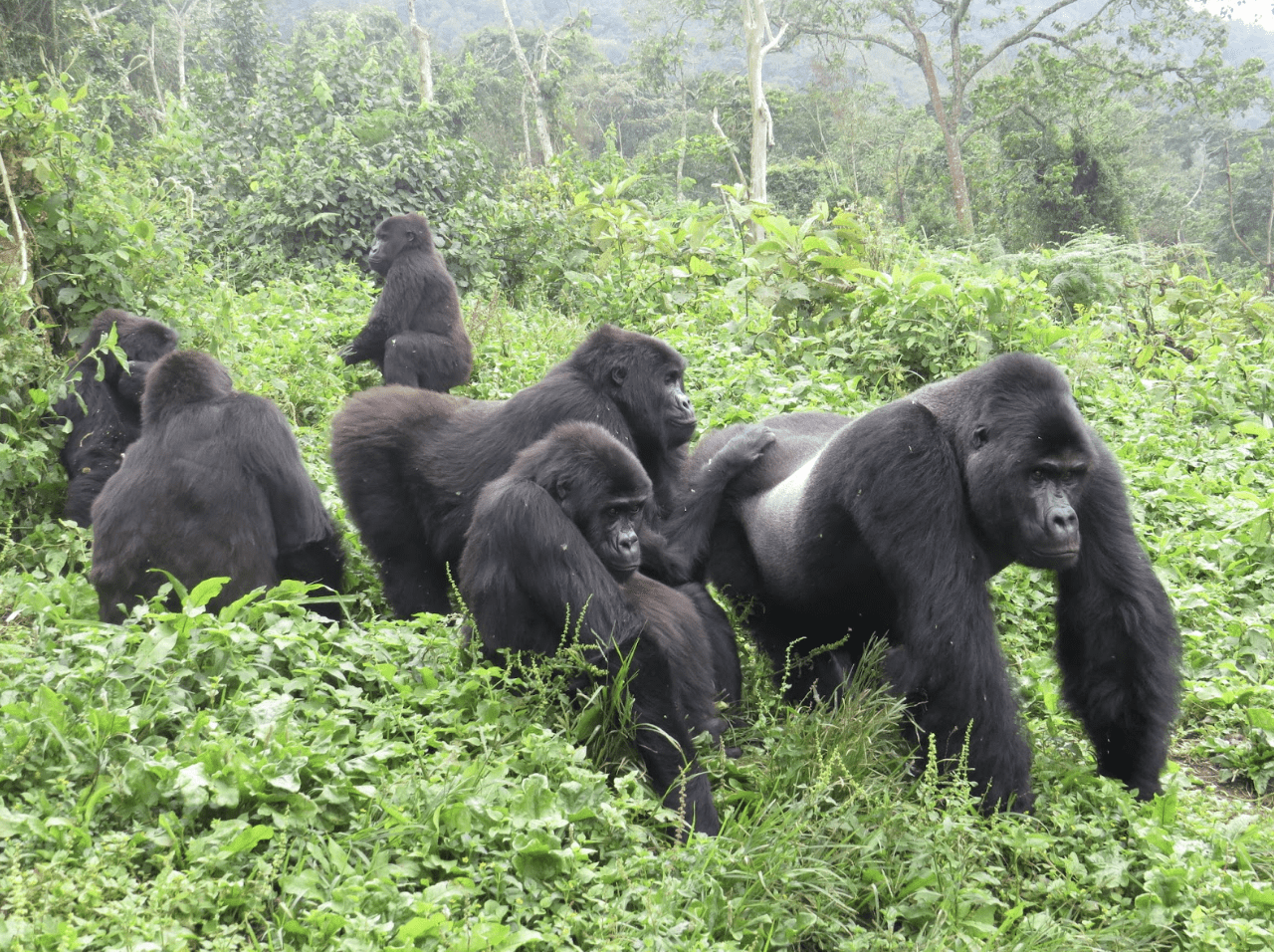 Get Ready to Explore the World of Gorillas